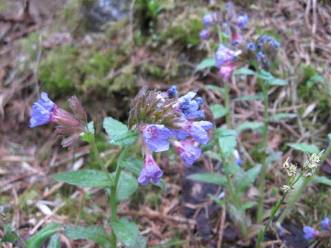 Image of Pulmonaria obscura Dumort.