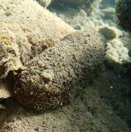 Image of Brownfish