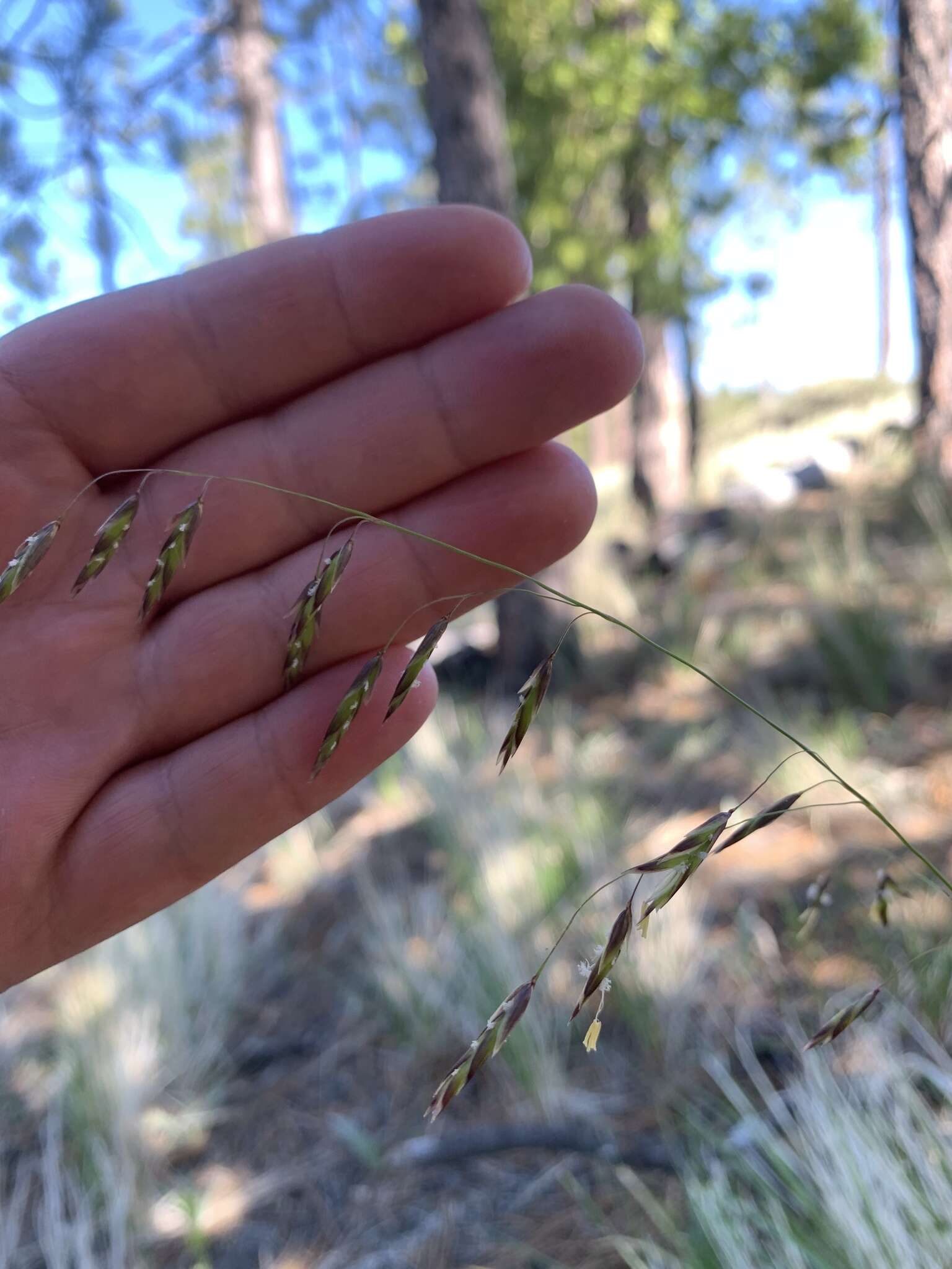 Image of Geyer's oniongrass