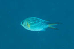 Chromis xanthochira (Bleeker 1851)的圖片