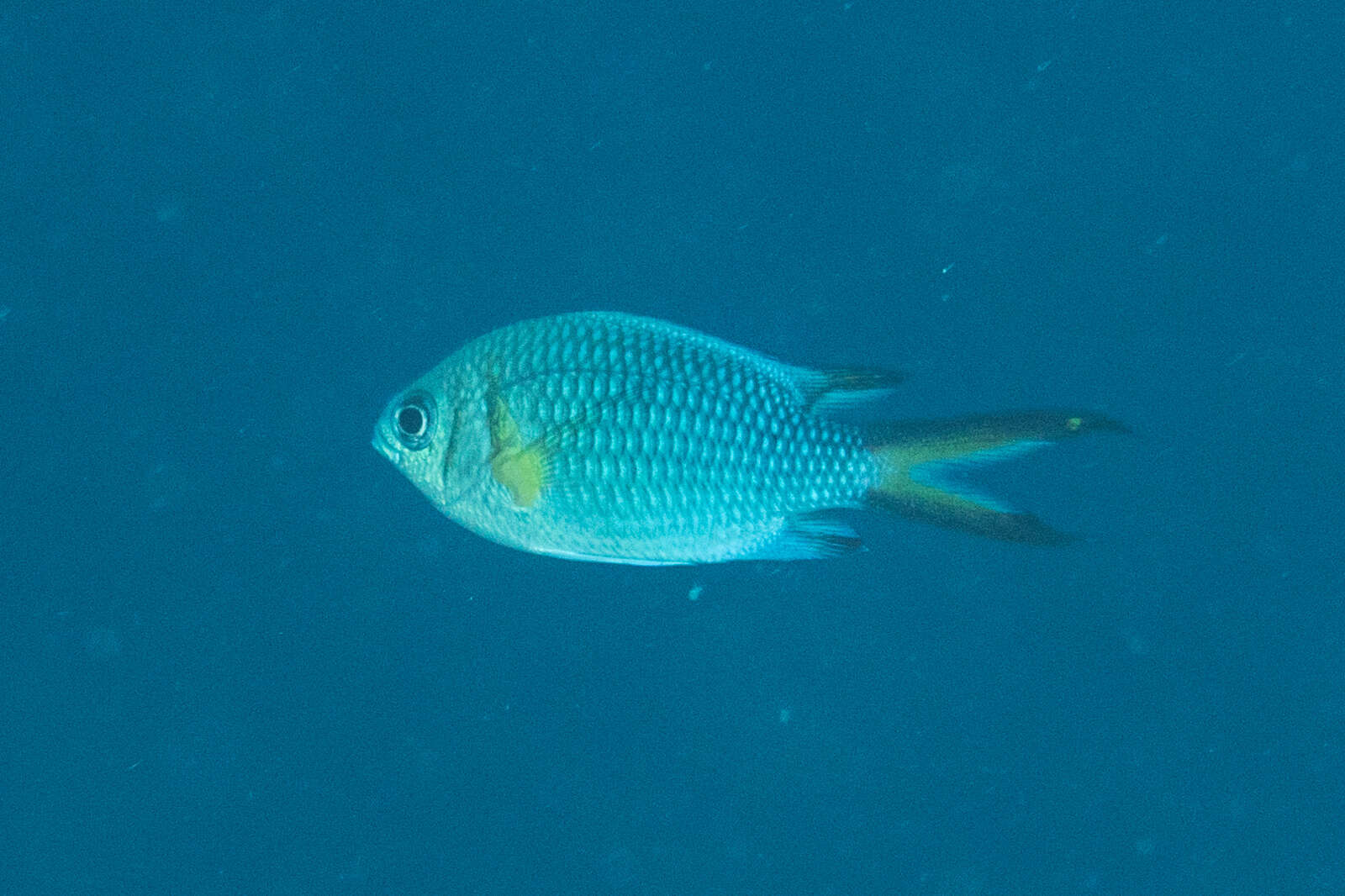 Chromis xanthochira (Bleeker 1851)的圖片