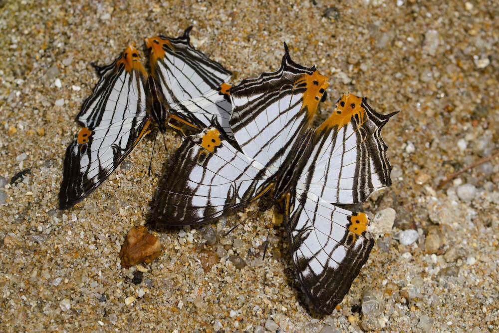 Image of Cyrestis maenalis seminigra Smith 1889