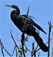 Image of African Darter