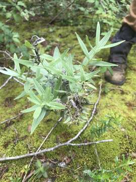 Image of soft-hair marbleseed