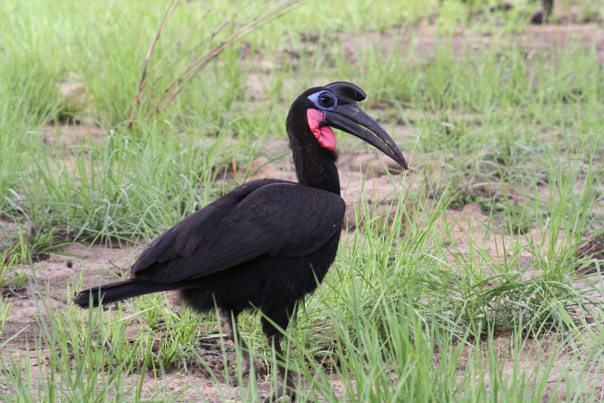 Image of Abyssinian Ground Hornbill