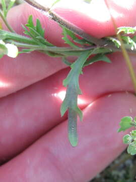 Image of shaggyfruit pepperweed