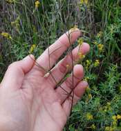 Bupleurum brachiatum C. Koch ex Boiss. resmi