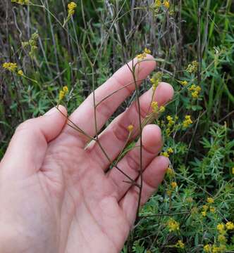 Sivun Bupleurum brachiatum C. Koch ex Boiss. kuva