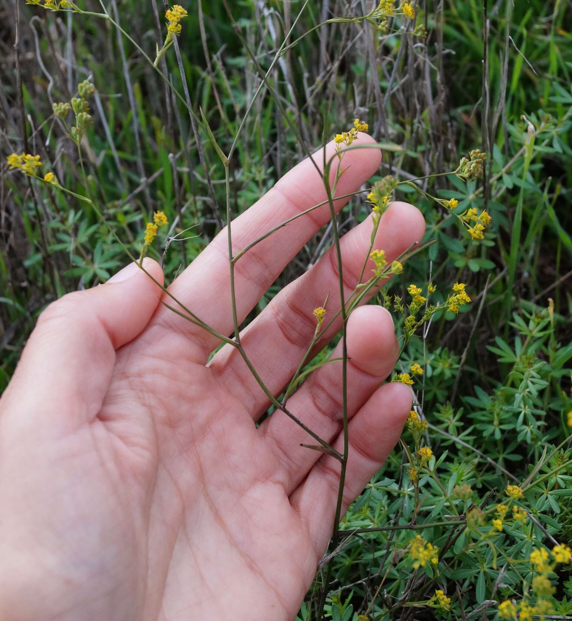 Bupleurum brachiatum C. Koch ex Boiss. resmi