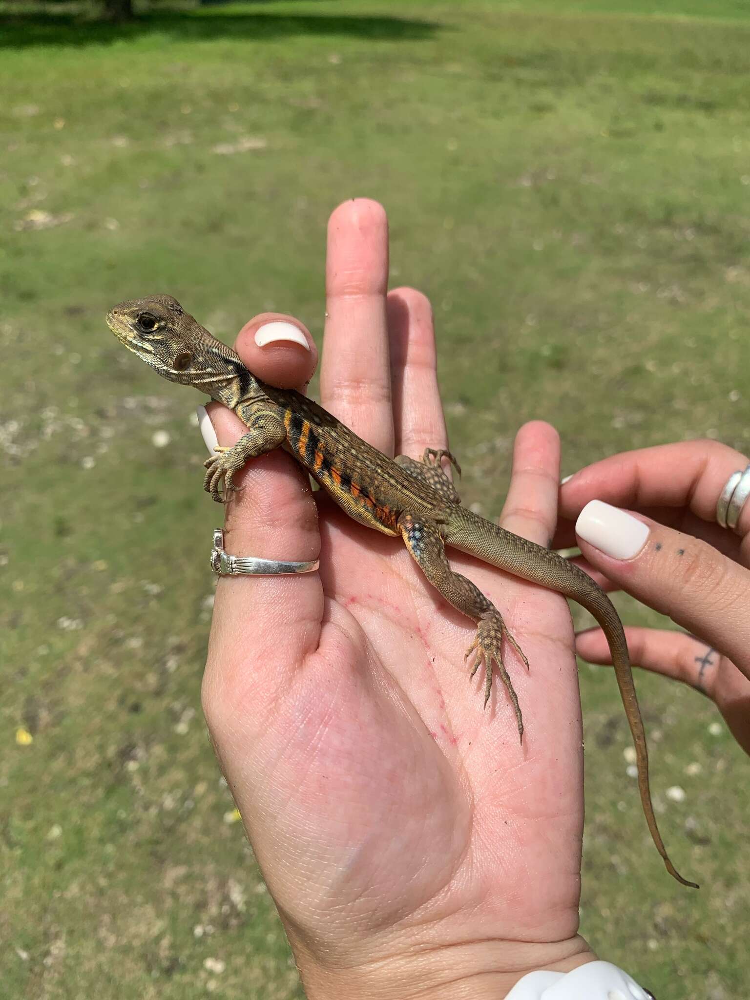 Image of Common Butterfly Lizard