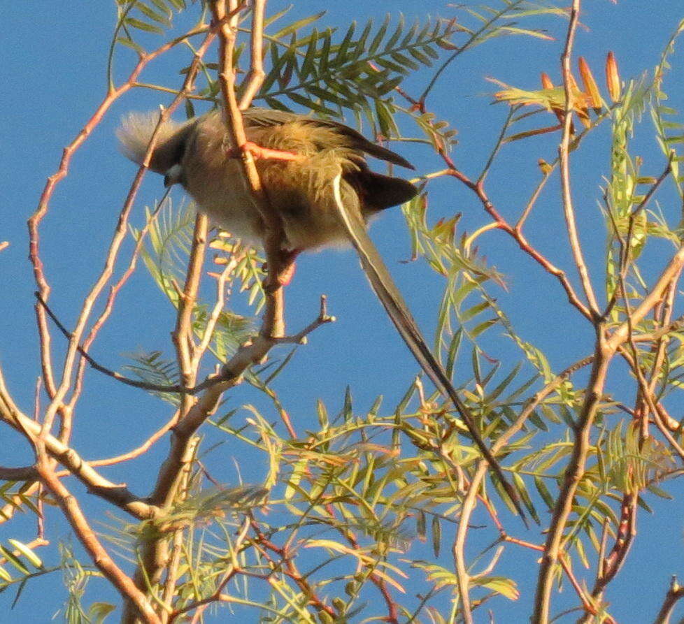 Image of White-backed Mousebird