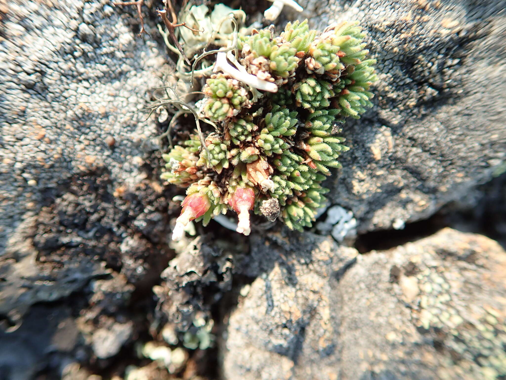 Image of Gorman's dwarf-primrose