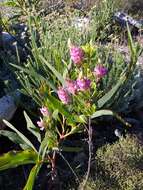 Imagem de Indigofera cytisoides Thunb.