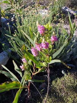 Image of Indigofera cytisoides Thunb.