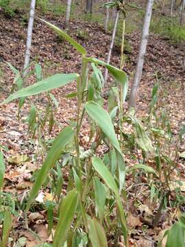 Image of Deer-Tongue Rosette Grass