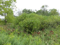 Image of Pacific willow