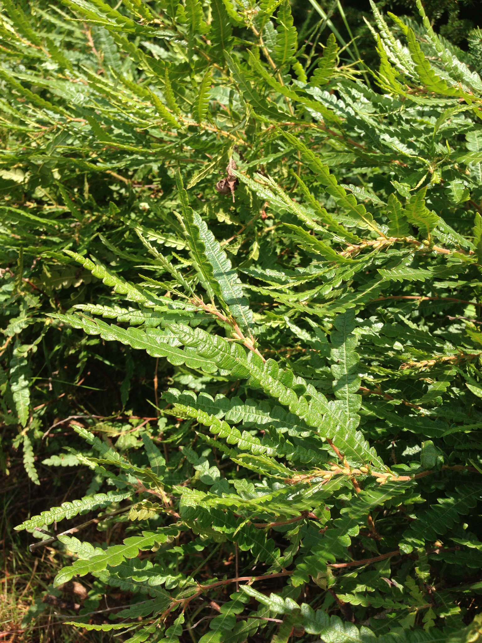 Image of sweet fern