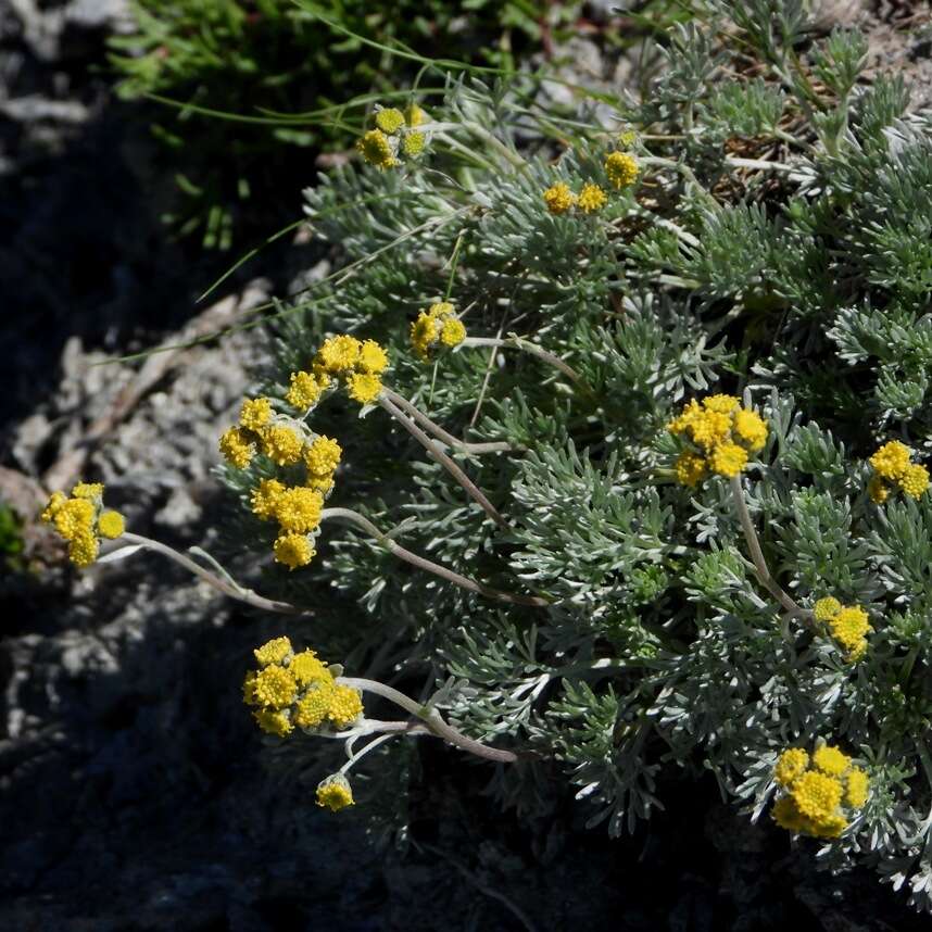 Image of Artemisia glacialis L.