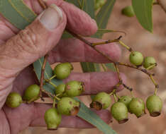 Слика од Corymbia erythrophloia (Blakely) K. D. Hill & L. A. S. Johnson