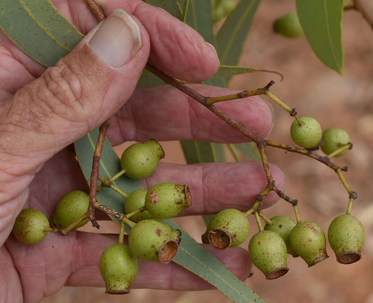 Image of Corymbia erythrophloia (Blakely) K. D. Hill & L. A. S. Johnson