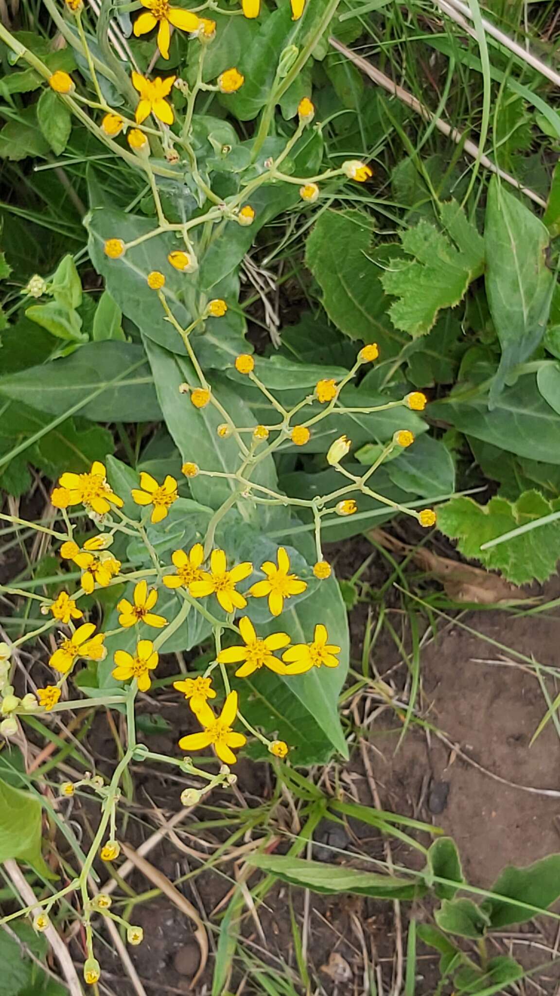 Image of Noxious ragwort