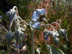 Image of Trichodesma boissieri Post