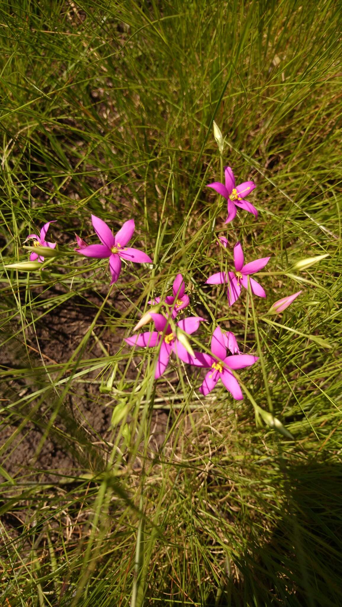 Image of Chironia purpurascens subsp. purpurascens