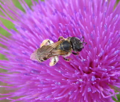 Image of Halictus ligatus Say 1837