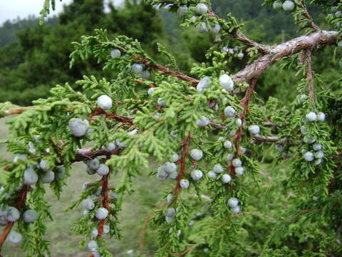 Image de <i>Juniperus <i>monticola</i></i> f. monticola