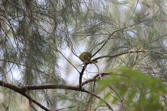 Image of Golden-backed Weaver