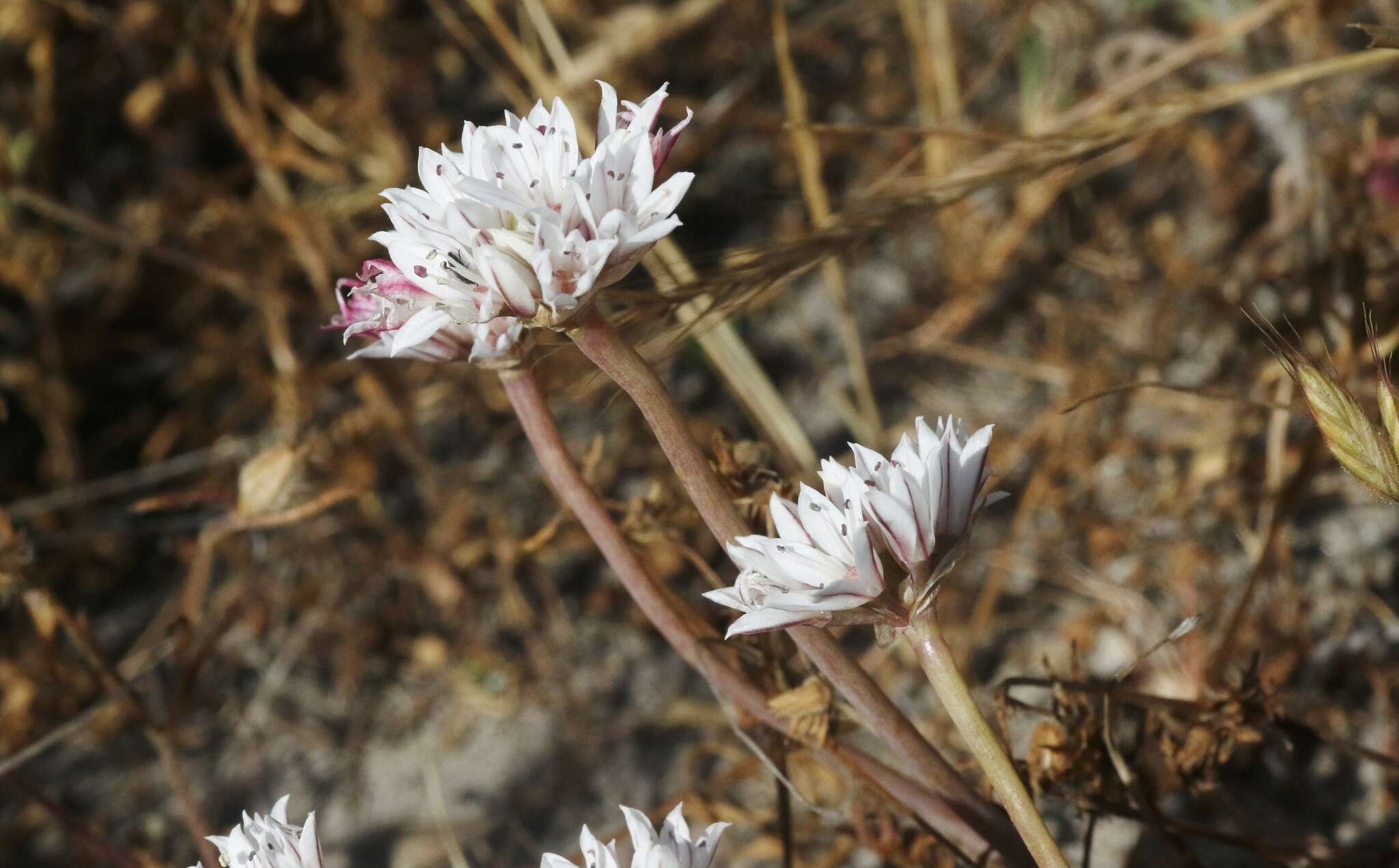 Image of pitted onion