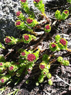 Image of ledge stonecrop