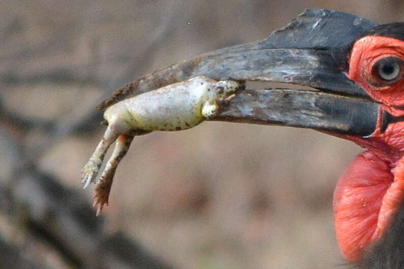 Image of Common Rain Frog