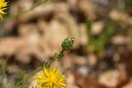 Image of Centaurea rupestris L.