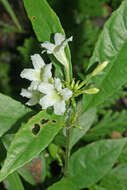 صورة Ruellia terminalis (Nees) D. C. Wassh.