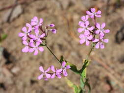 Atocion armeria var. lituanicum (Zapal.) Niketic & Stevan. resmi