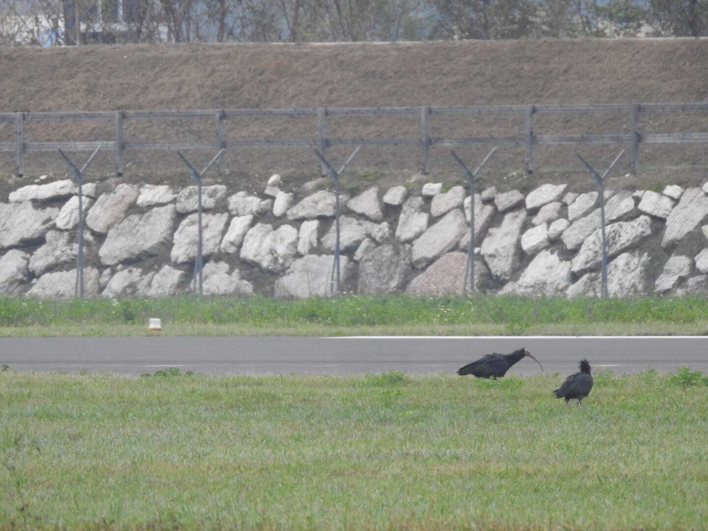 Image of Bald Ibis