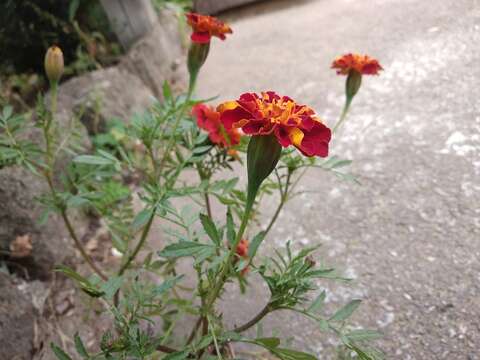 Image of French marigold