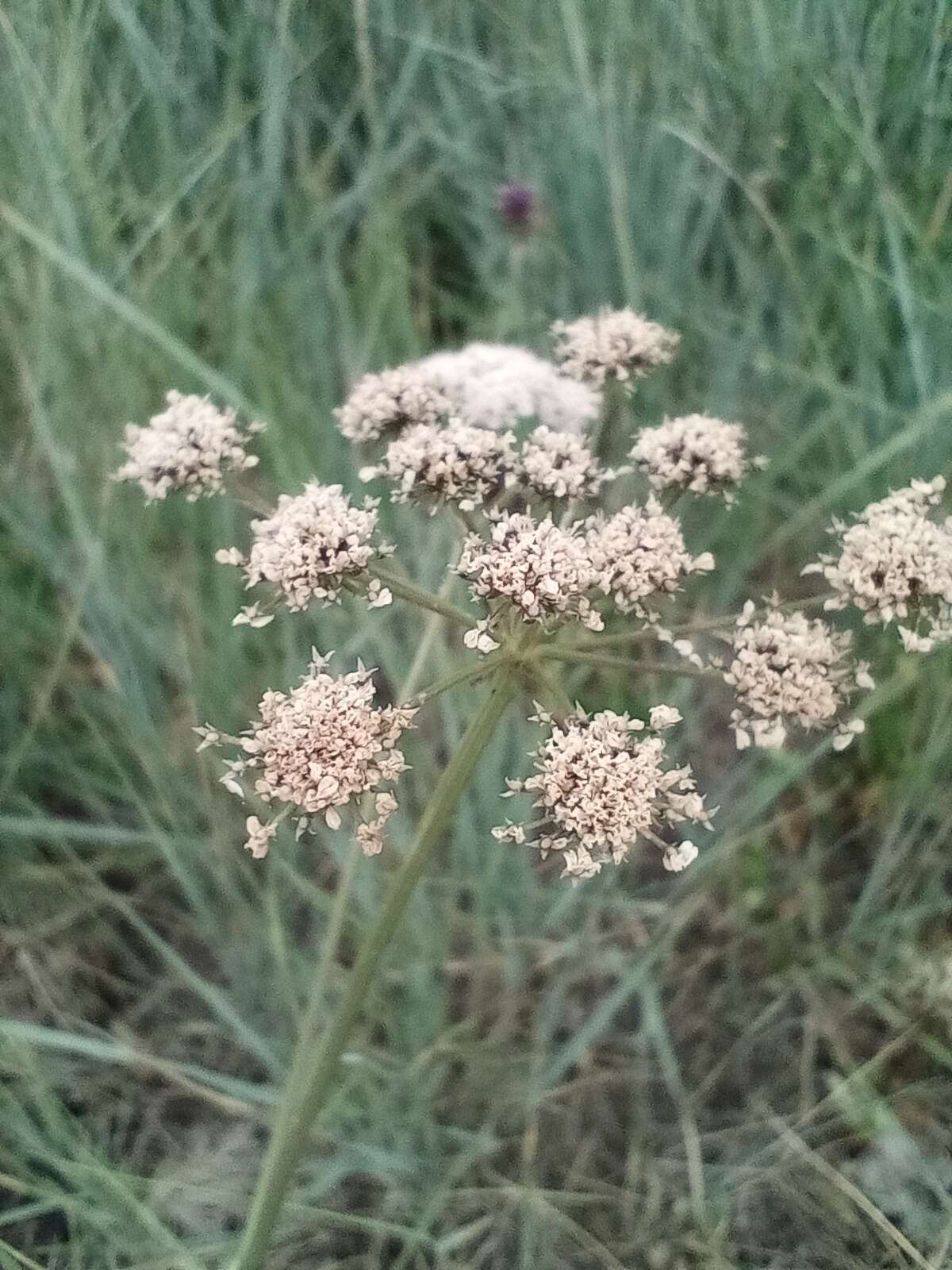 Oenanthe lachenalii C. C. Gmelin的圖片