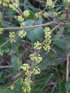 Image de Notelaea longifolia Vent.