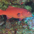 Image of Highfin coralgrouper