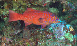 Image of Highfin coralgrouper
