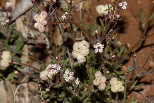 Image of Trachymene ornata (Endl.) Druce