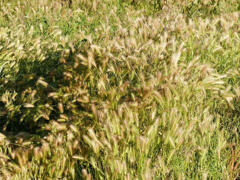 Image of wall barley