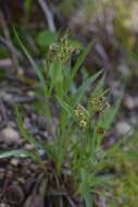 Image of common woodrush