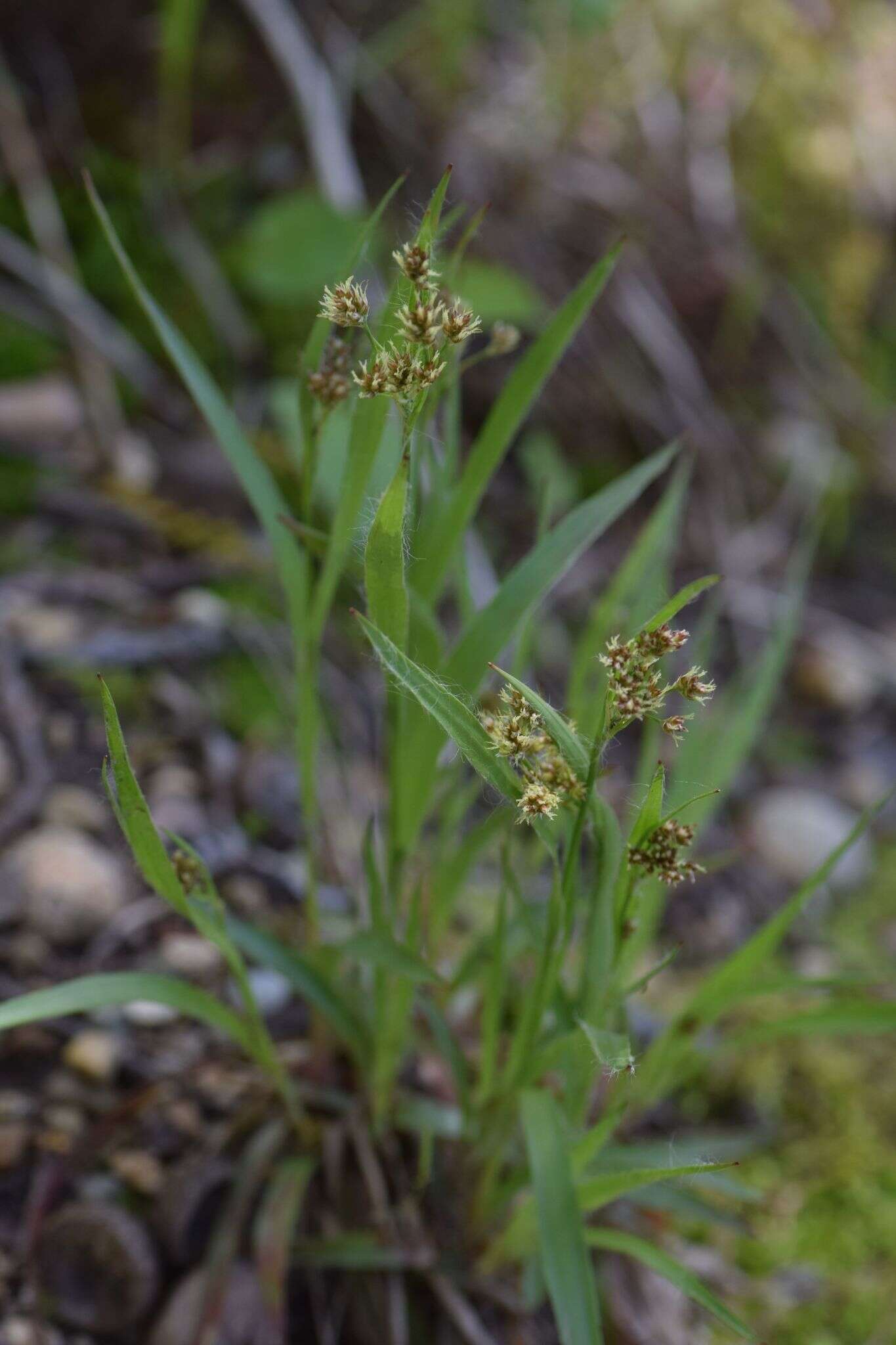 Image of common woodrush