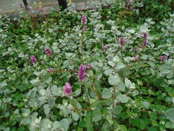 Image of field smartweed