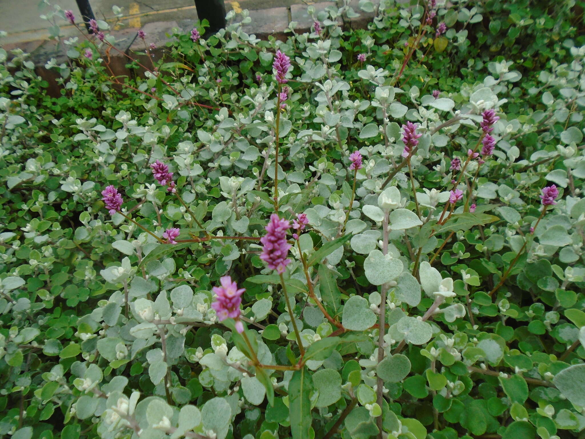 Image of field smartweed