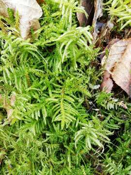 Image of pseudoscleropodium moss