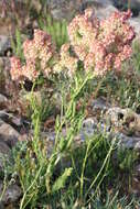 Image de Rumex thyrsoides Desf.